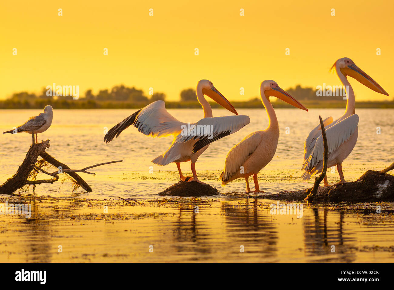 Pelicans resting at sunset in Danube Delta, Romania Stock Photo - Alamy