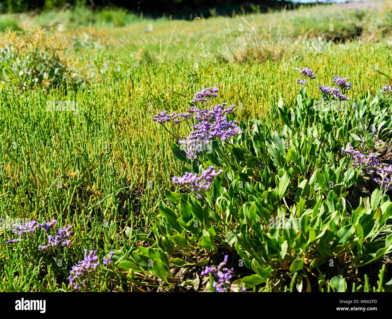 Sea lavender(Limonium Vulgare) growing with samphire (salicornia europaeaon the seashore in Chichester Harbour,West Wittering, West Sussex,England,UK Stock Photo