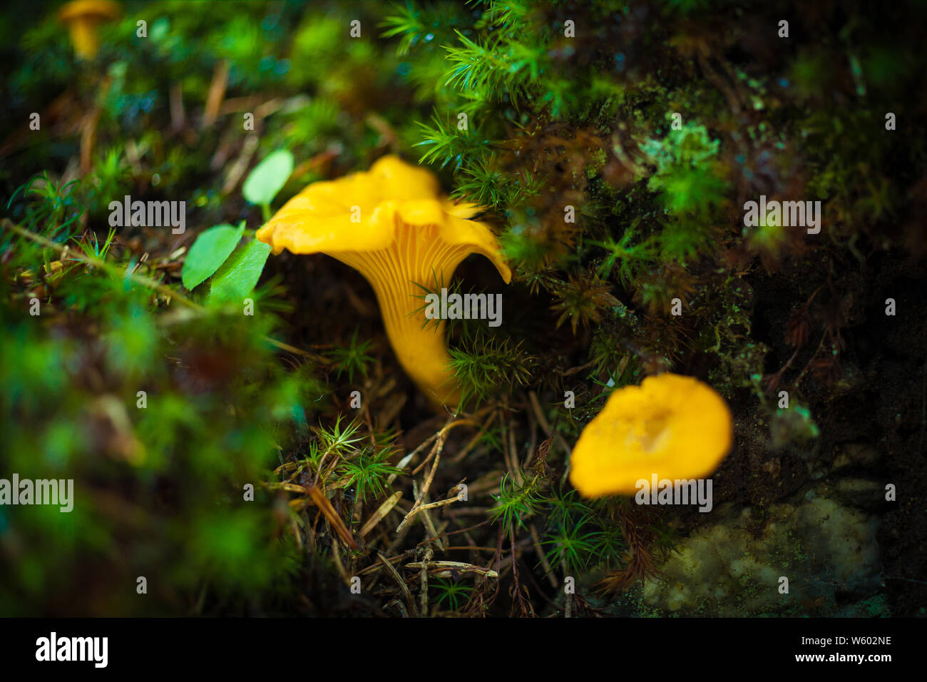 Cantharellus cibarius golden chanterelle mushroom Stock Photo Alamy