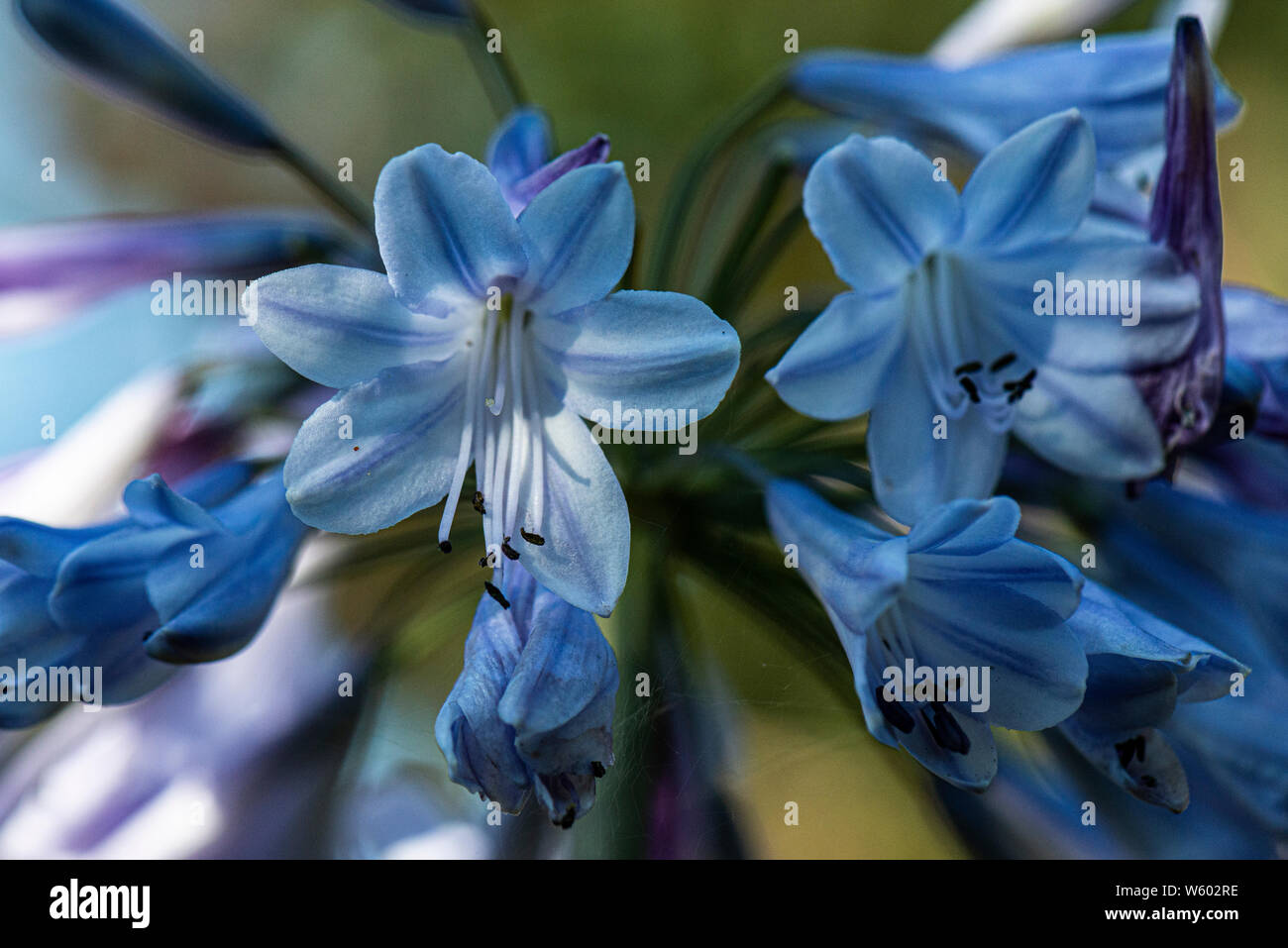 A close up of the flowers of an African lily (Agapanthus) Stock Photo