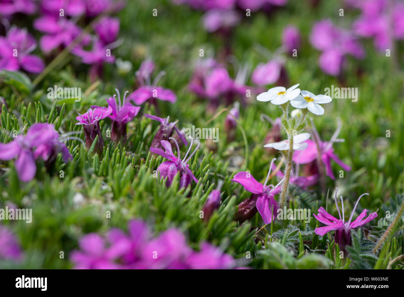 Closeup of various alpine flowers (Androsace chamaejasme and Silene acaulis) in summer in the Austrian Alps Stock Photo