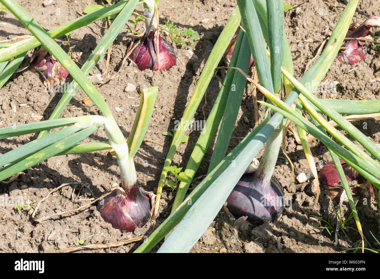 Red Karmen onion variety growing in a vegetable garden in summer, UK Stock Photo
