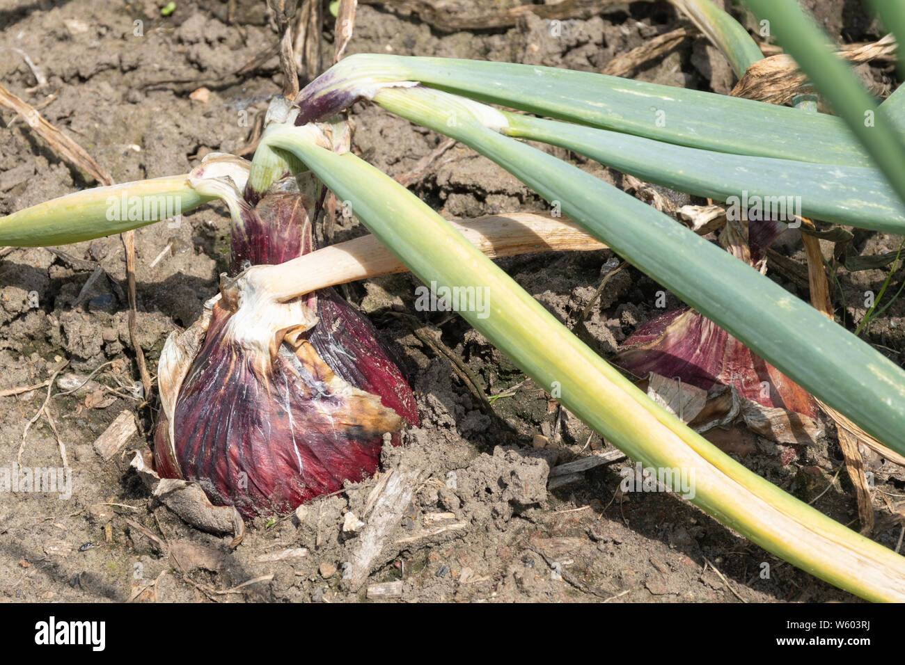 Red Karmen onion variety growing in a vegetable garden in summer, UK Stock Photo