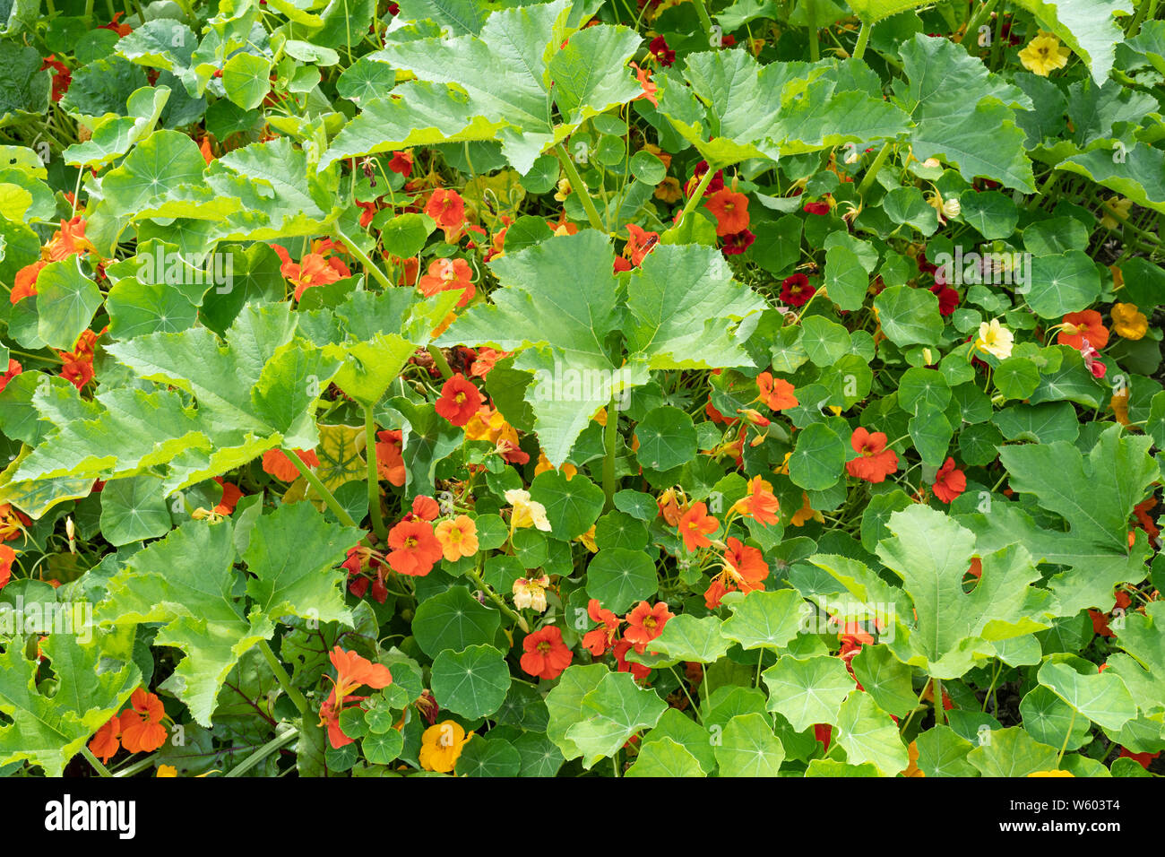Dwarf nasturtiums (Tropaeolum minus) grown among squash plants to protect against aphids in a vegetable garden, UK, summer. Stock Photo