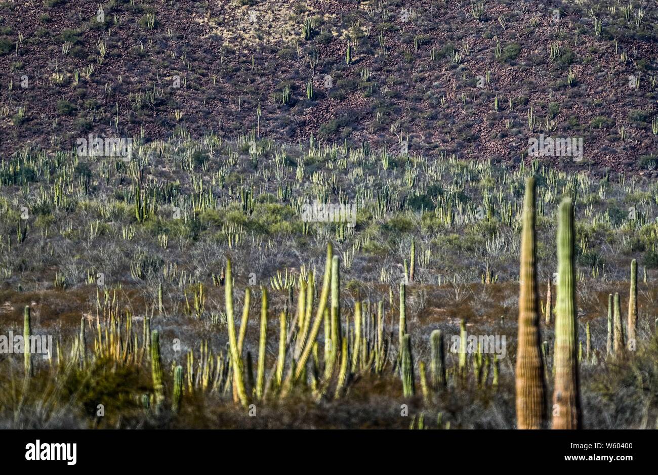 Bosque de Sahuaros matorral espinoso, pitaya, Pitahaya y demas especies de plantas de Cactus característicos de los valles , planicies, cerros y sierras del desierto de Sonora Mexico. Comunidad el Colorado en Sonora Mexico. .28 dic 2007.(Foto: Luis Gutierrez /NortePhoto.com) Stock Photo