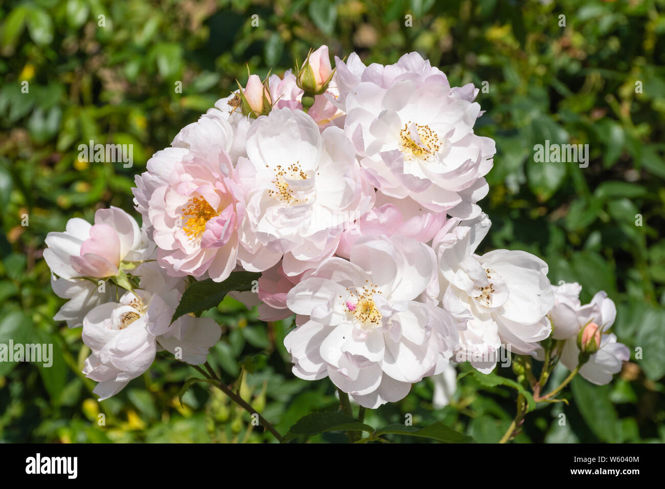 Scarborough Fair variety of English Shrub Rose (Rosa ausoran) bred by David Austin. Pale pink flowers Stock Photo
