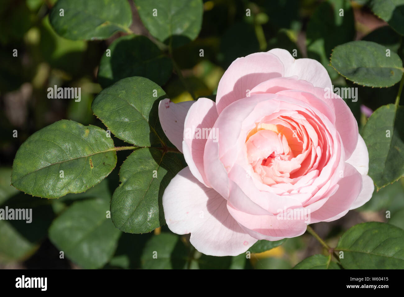 Queen of Sweden variety of English rose (Rosa austiger) bred by David Austin - close-up of pale pink flower. Stock Photo