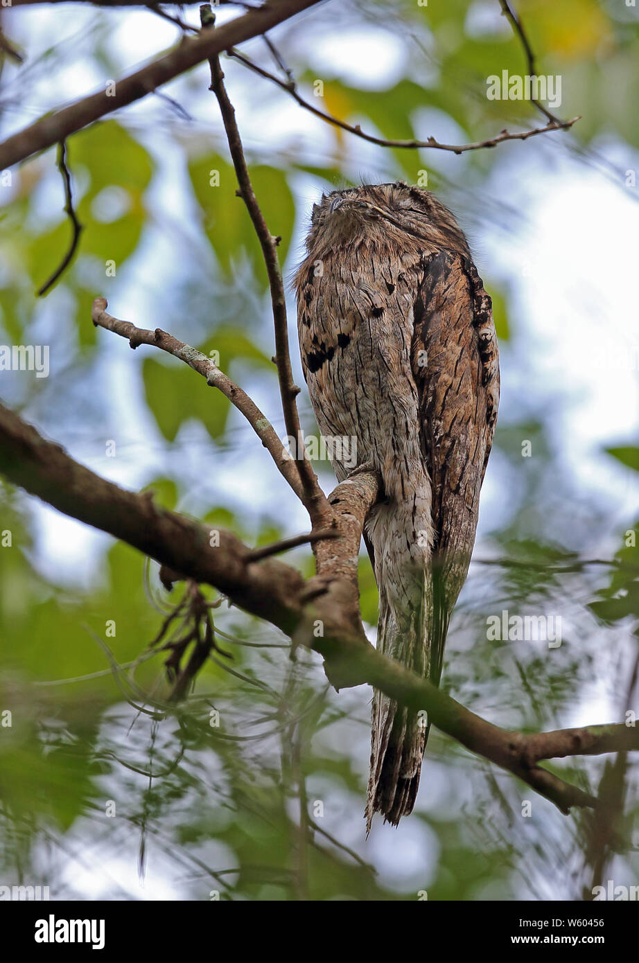 Northern Potoo (Nyctibus jamaicensis) adult at daytime roost  Rocklands, Jamaica       December Stock Photo