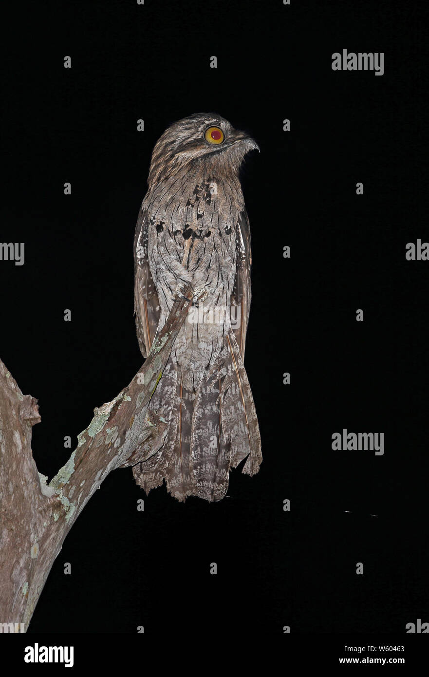 Northern Potoo (Nyctibus jamaicensis) adult perched on dead snag  Marshall's Pen, Jamaica       December Stock Photo
