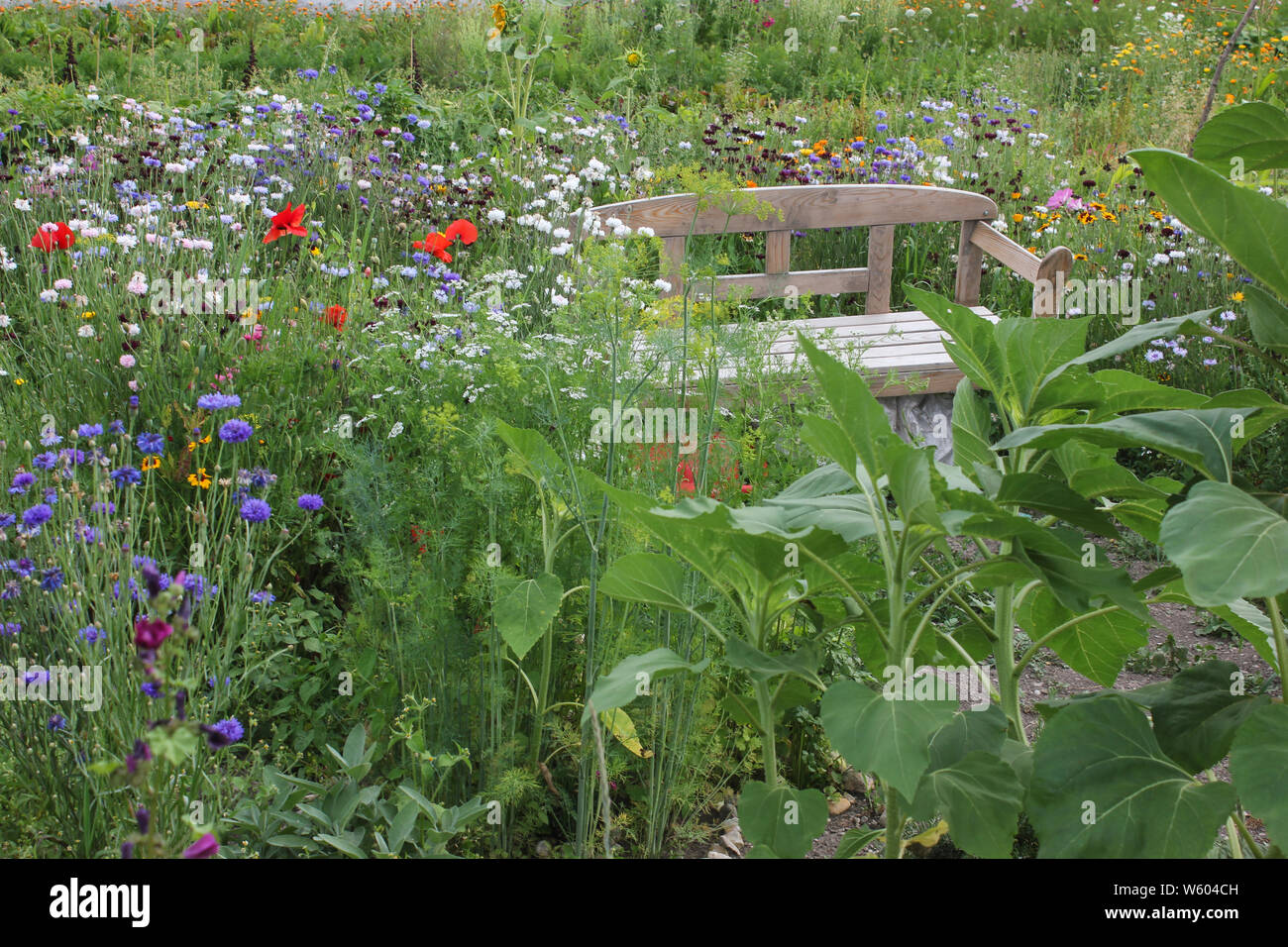 Wild garden, mix of fieldflowers. A twoseater garden bench inside flower garden. Stock Photo