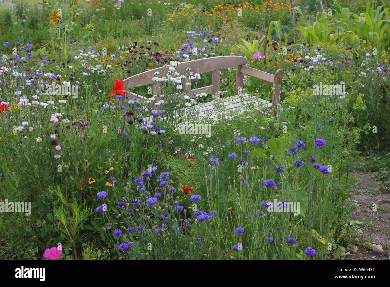 Wild garden, wild flowers,  twoseater garden bench in the middle. . Stock Photo