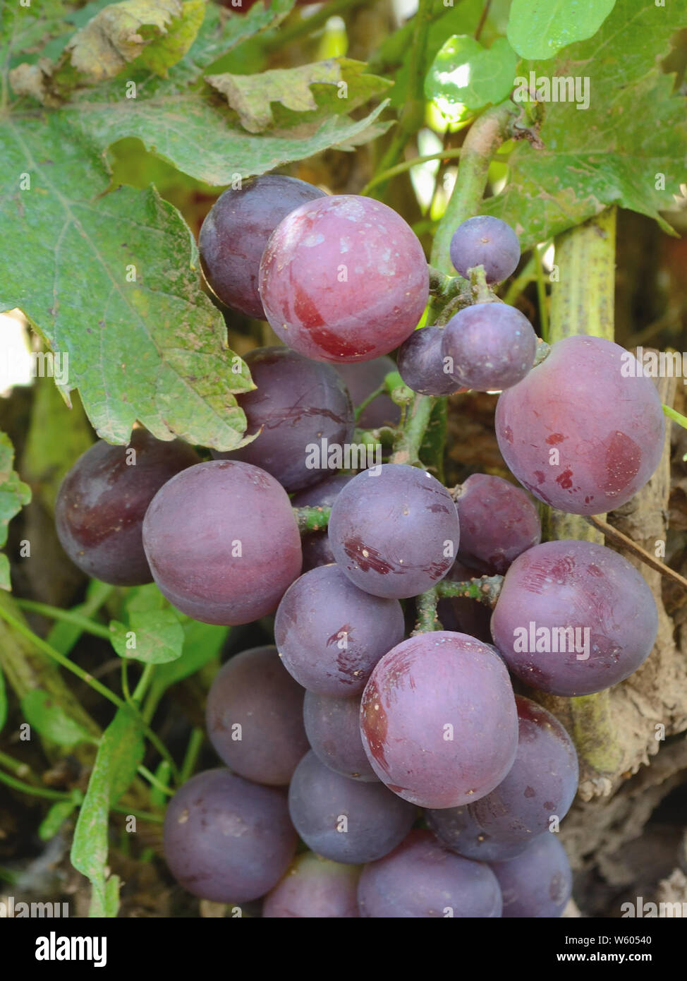 Grapes hanging on a vine. Ripening of grapes Stock Photo Alamy