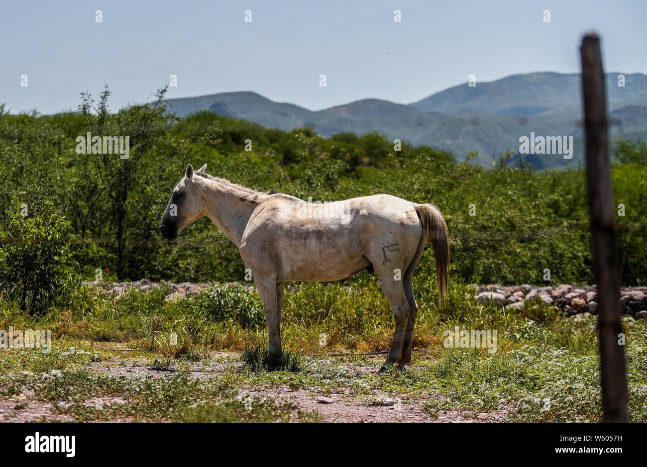 Granados, Sonora, Mexico. Sierra Alta. Sierra Madre Occidental. Pueblo.  caballo, equino, animal, horse, equine, animal (Foto: LuisGutierrez/NortePhoto.com) Stock Photo