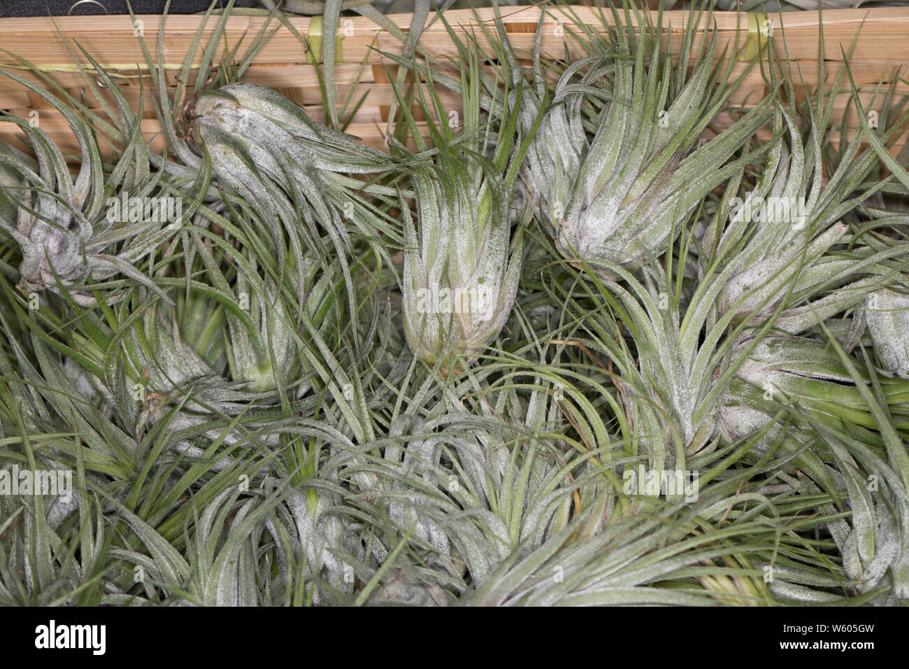 Tillandsia sp hi-res stock photography and images - Alamy