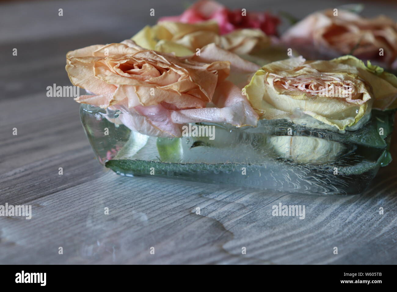 Ageing Roses Ageing roses hi-res stock photography and images - Alamy
