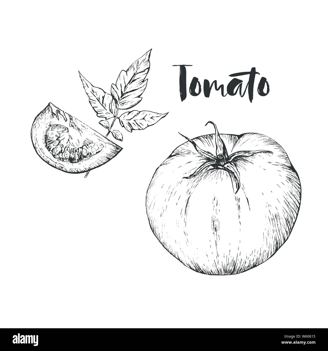 Vector tomato handdrawn illustration in the style of engraving. Organic hand drawn elements. Farm market sketch of vegetables. Stock Vector