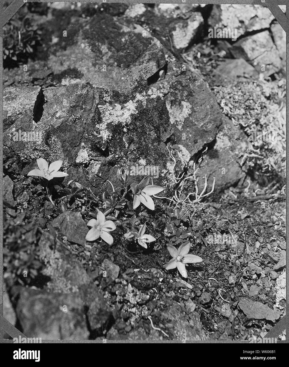 (Campula Piperi) Piper's Blue-Bell; General notes:  Found only in the Olympic Mountains, abundant on Mount Angeles. Stock Photo