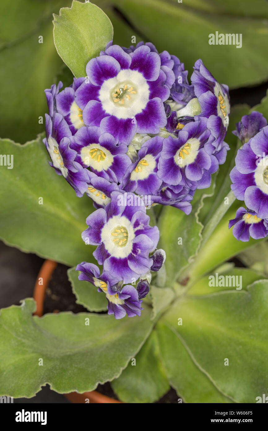 Primula auricula Lockyers hybrid Stock Photo