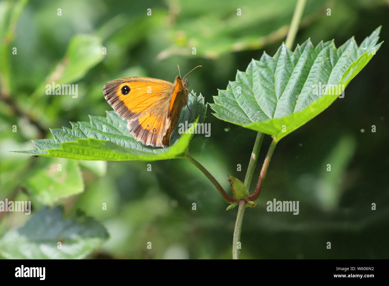 Gatekeeper or hedge brown butterfly sitting on a green leaf Stock Photo ...
