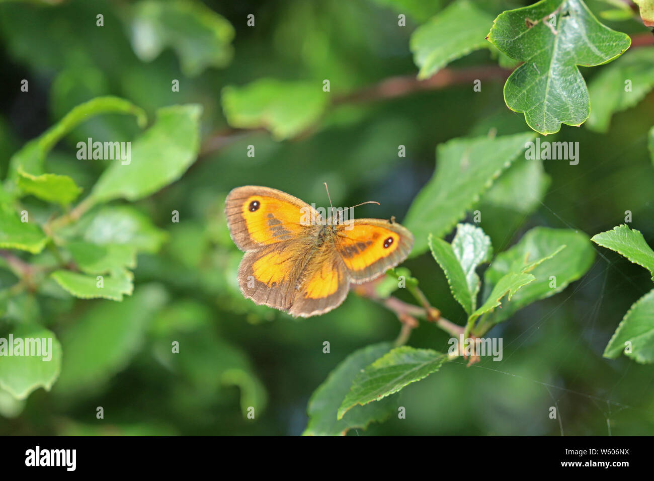 Gatekeeper or hedge brown butterfly sitting on a green leaf Stock Photo ...