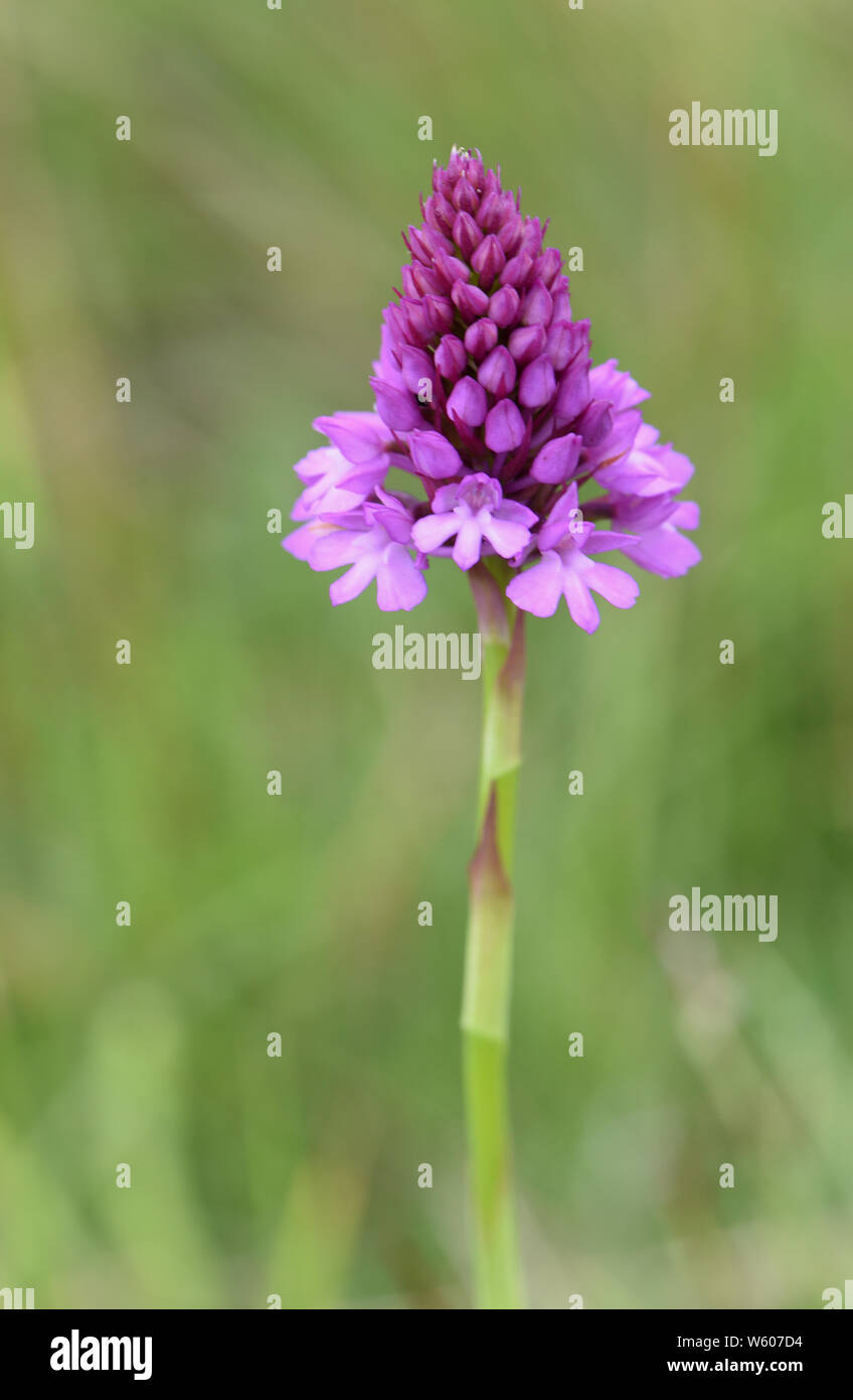 Pink flower heads of  a pyramidal orchid (Anacamptis pyramidalis) growing in rough pasture. Rye Harbour Nature Reserve. Rye, Sussex, UK Stock Photo