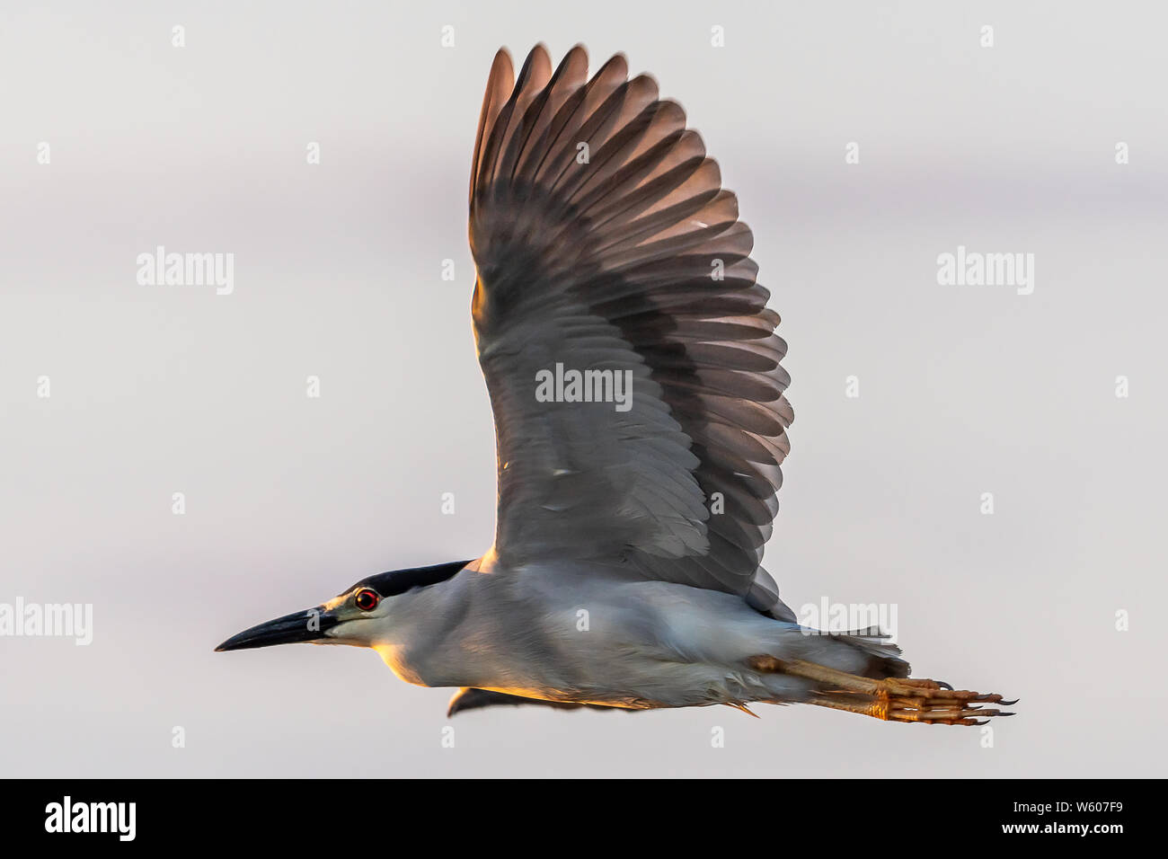 Black crowned night heron flies close with the early morning light shining on it. Stock Photo