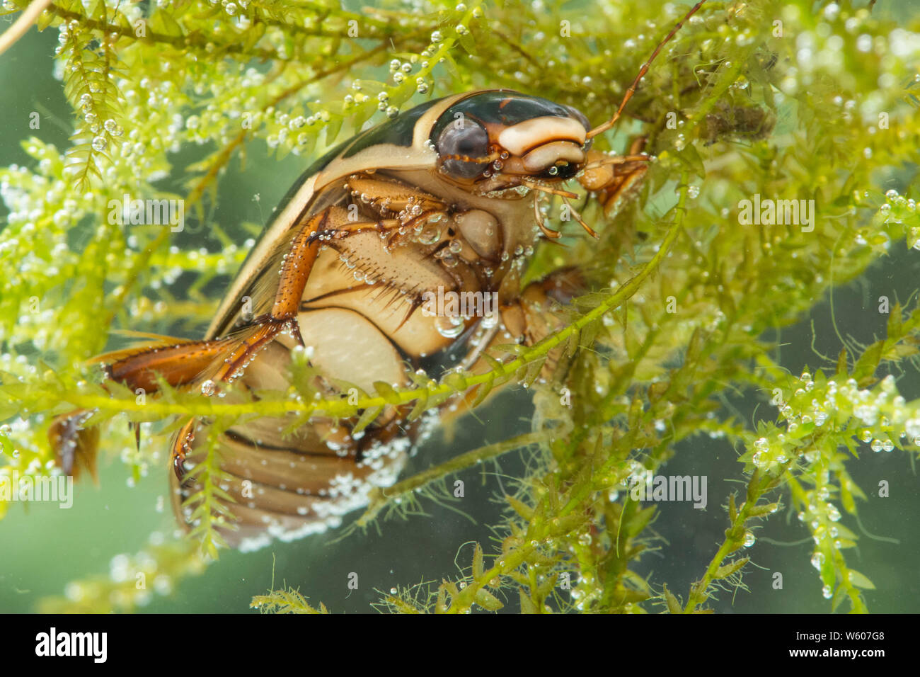 Great Diving Beetle under the water, Dytiscus marginalis, female, Sussex, UK, July Stock Photo