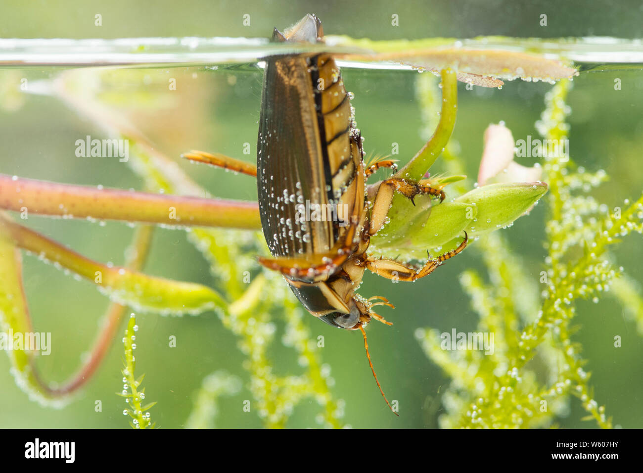 Great Diving Beetle breathing at surface of pond, under the water, Dytiscus marginalis, female