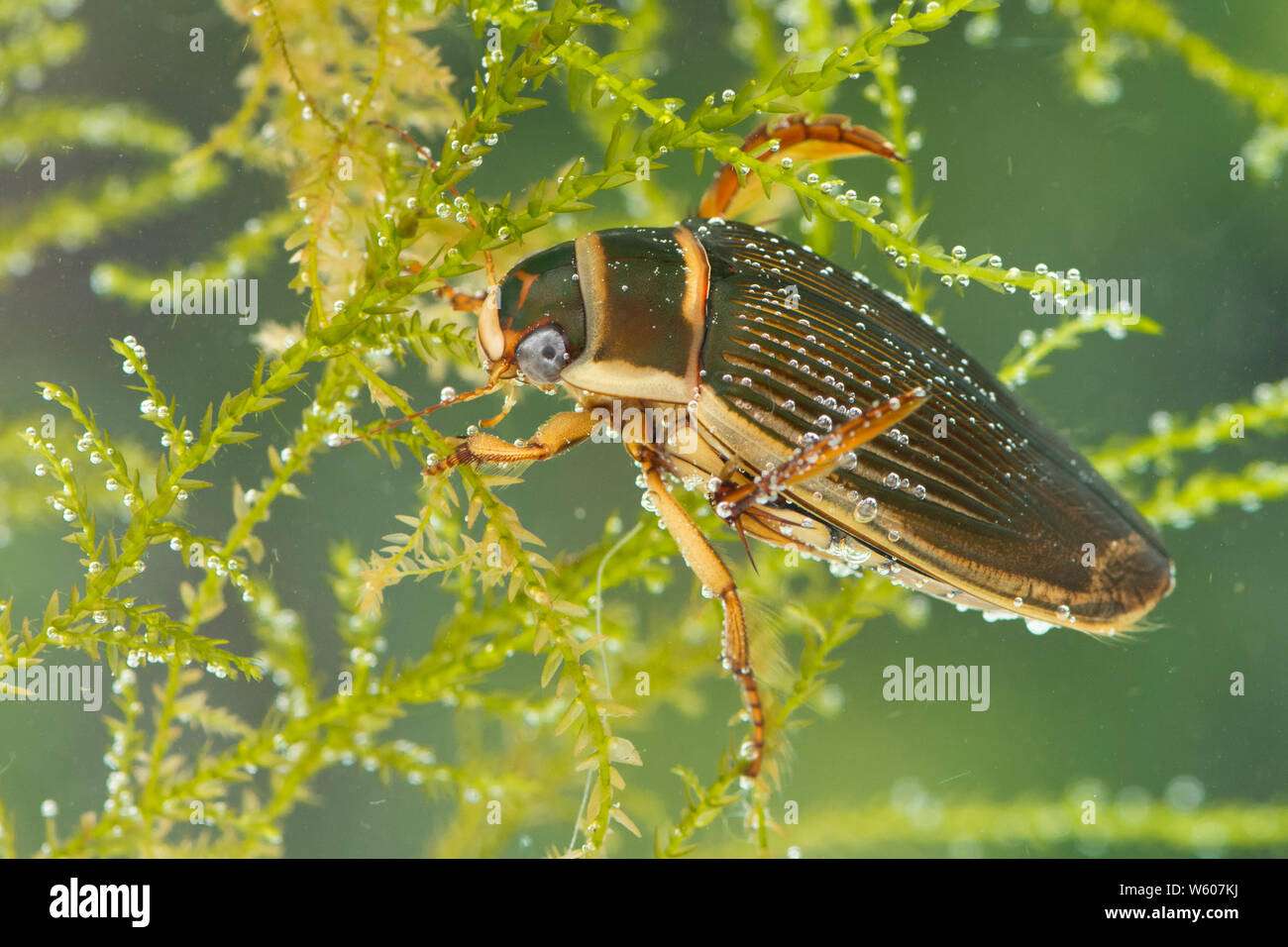 Great Diving Beetle under the water, Dytiscus marginalis, female