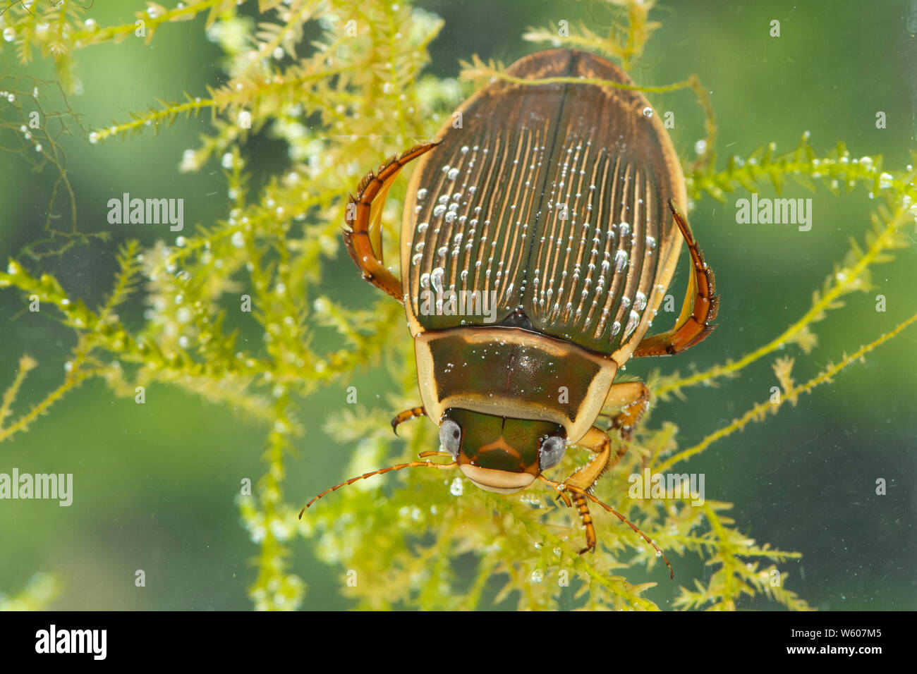 Great Diving Beetle breathing at surface of pond, under the water, Dytiscus marginalis, female