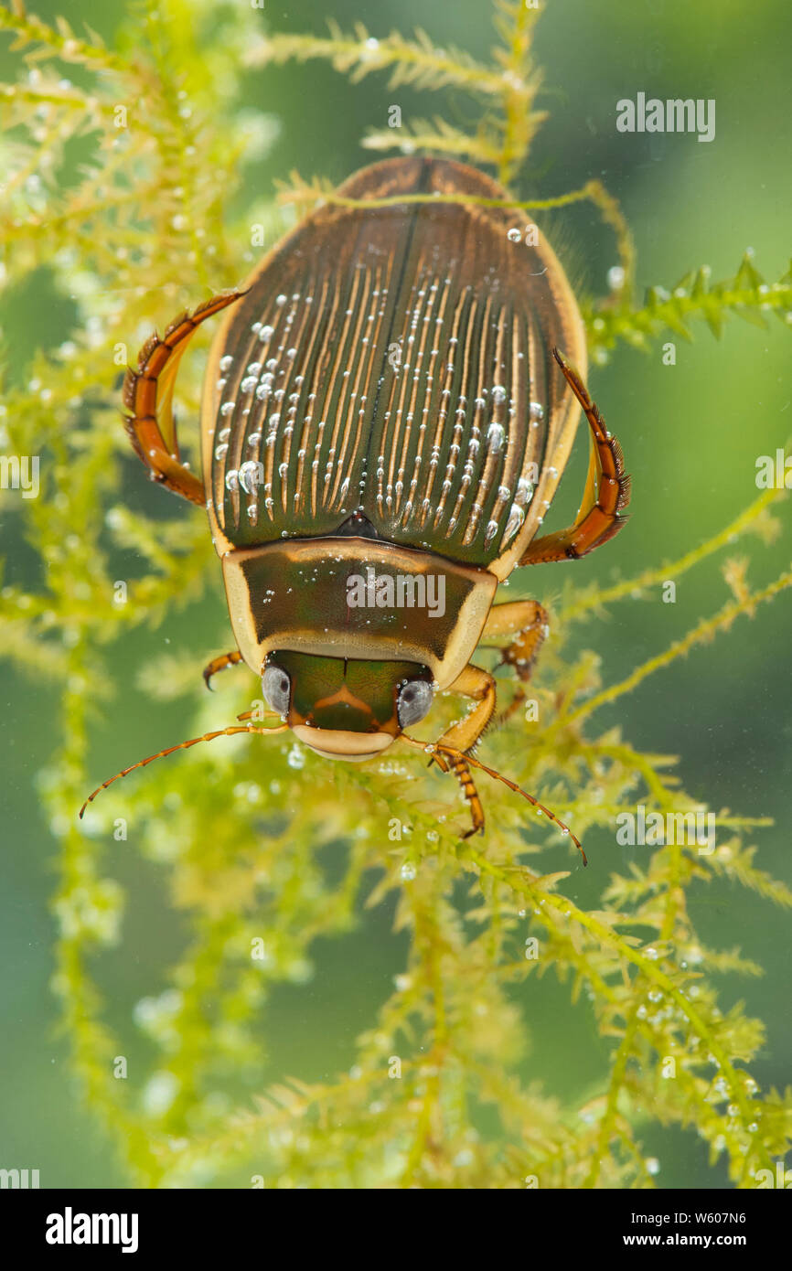 Great Diving Beetle under the water, Dytiscus marginalis, female, Sussex, UK, July Stock Photo