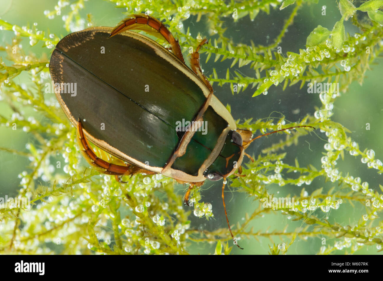 Great Diving Beetle, under the water, Dytiscus marginalis, Male, Sussex, UK Stock Photo