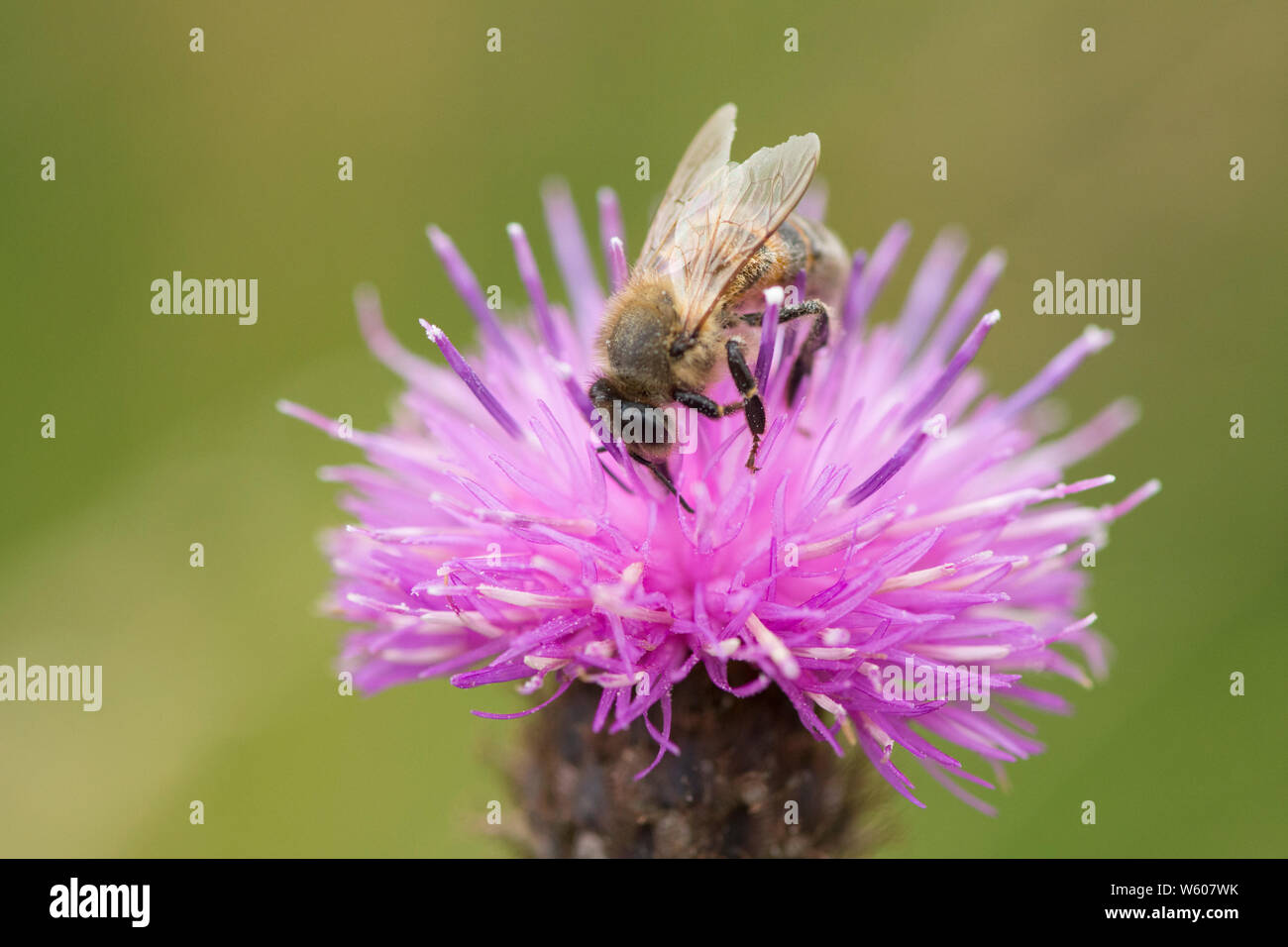 Bee feeding on Knapweed, Hardheads, Black Knapweed, Centaurea nigra, in wildflower meadow, pollinator, Sussex, July Stock Photo