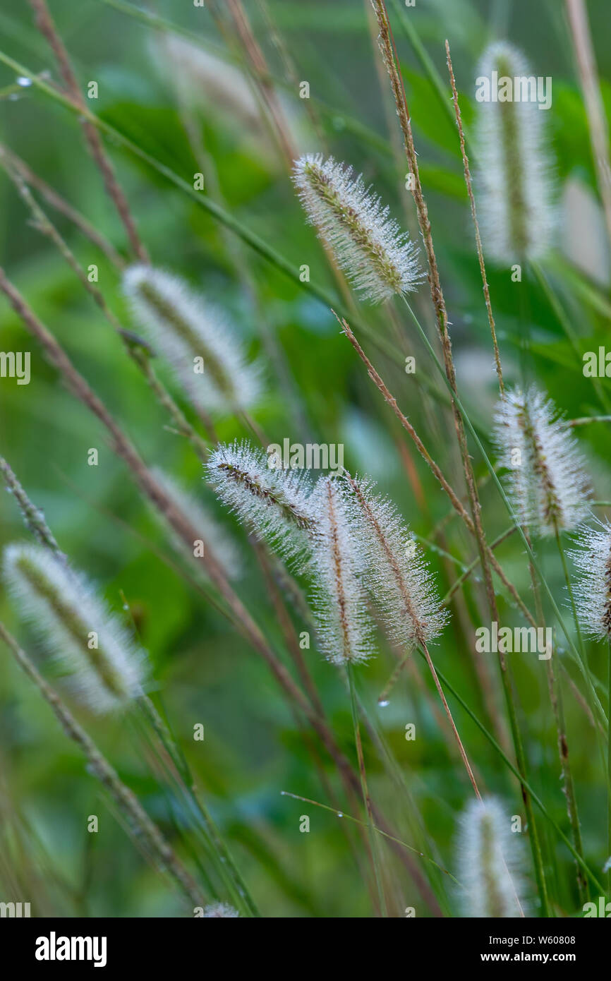 Fuzzy grass hi-res stock photography and images - Alamy