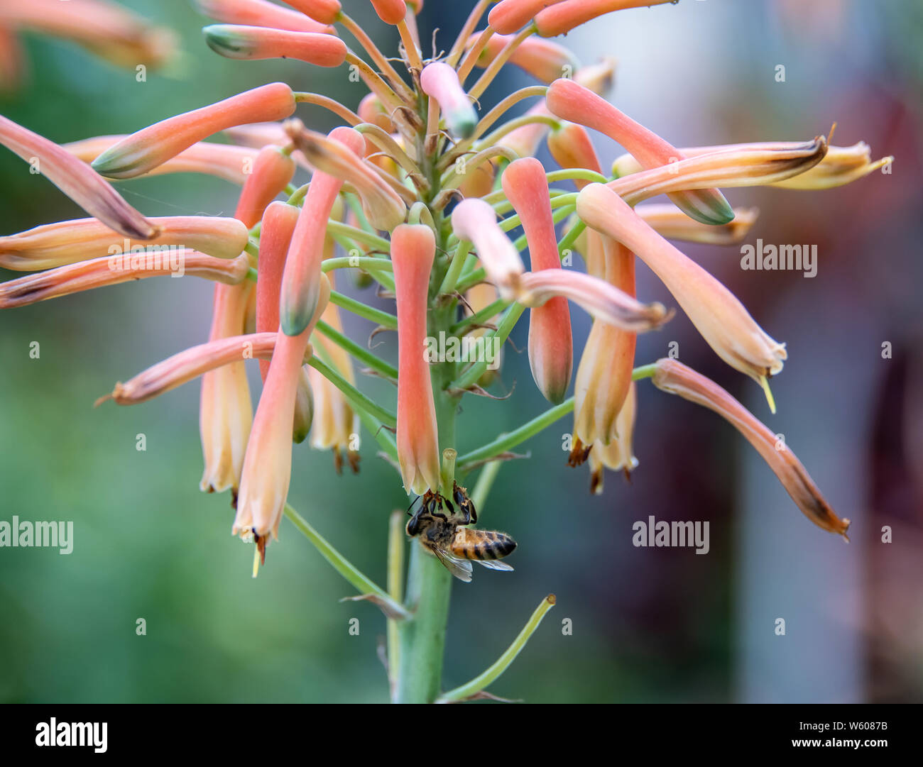 Fire bush has long blooming tube like flowers with a bee pollinating it (Hamelia patens) Stock Photo