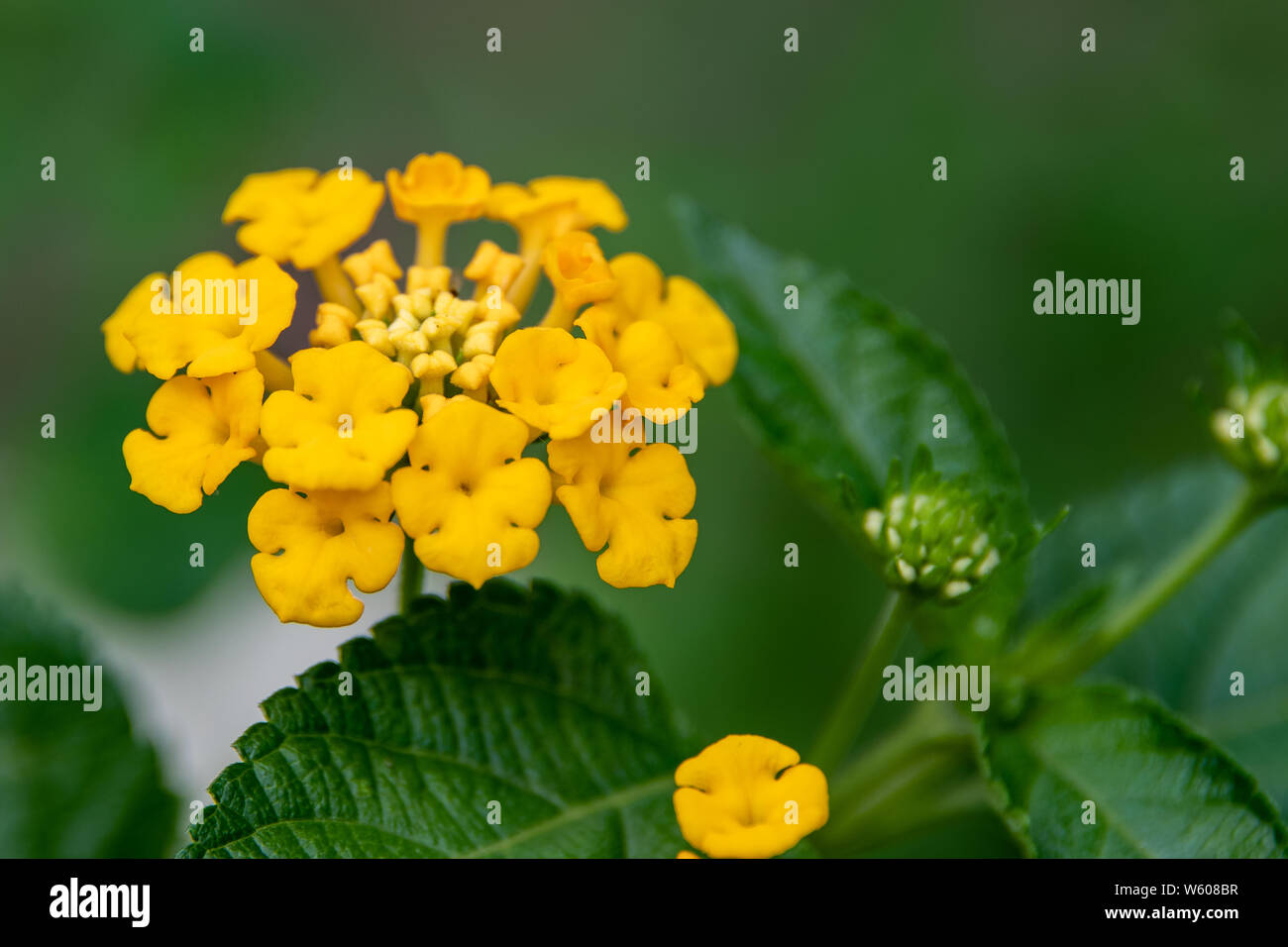 Tiny yellow flowers bunched together (Lantana camara) Stock Photo