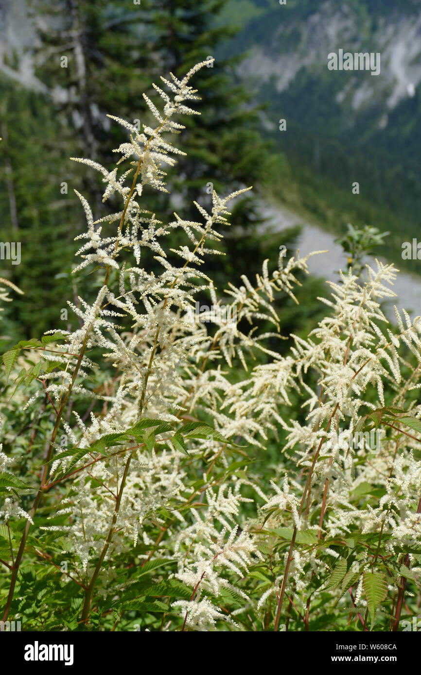 Meadowsweet , Queen of the meadow ( Filipendula ulmaria ), family Rosaceae  Salicin was first synthesised from spiraea ulmaria – the old latin name fo Stock Photo