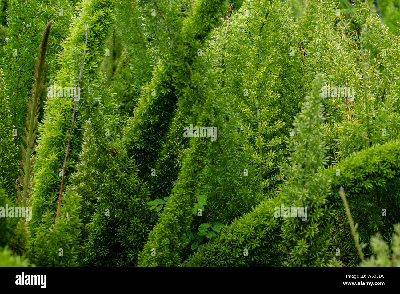Tall green spiky plants are beautiful in the garden in Florida Stock Photo