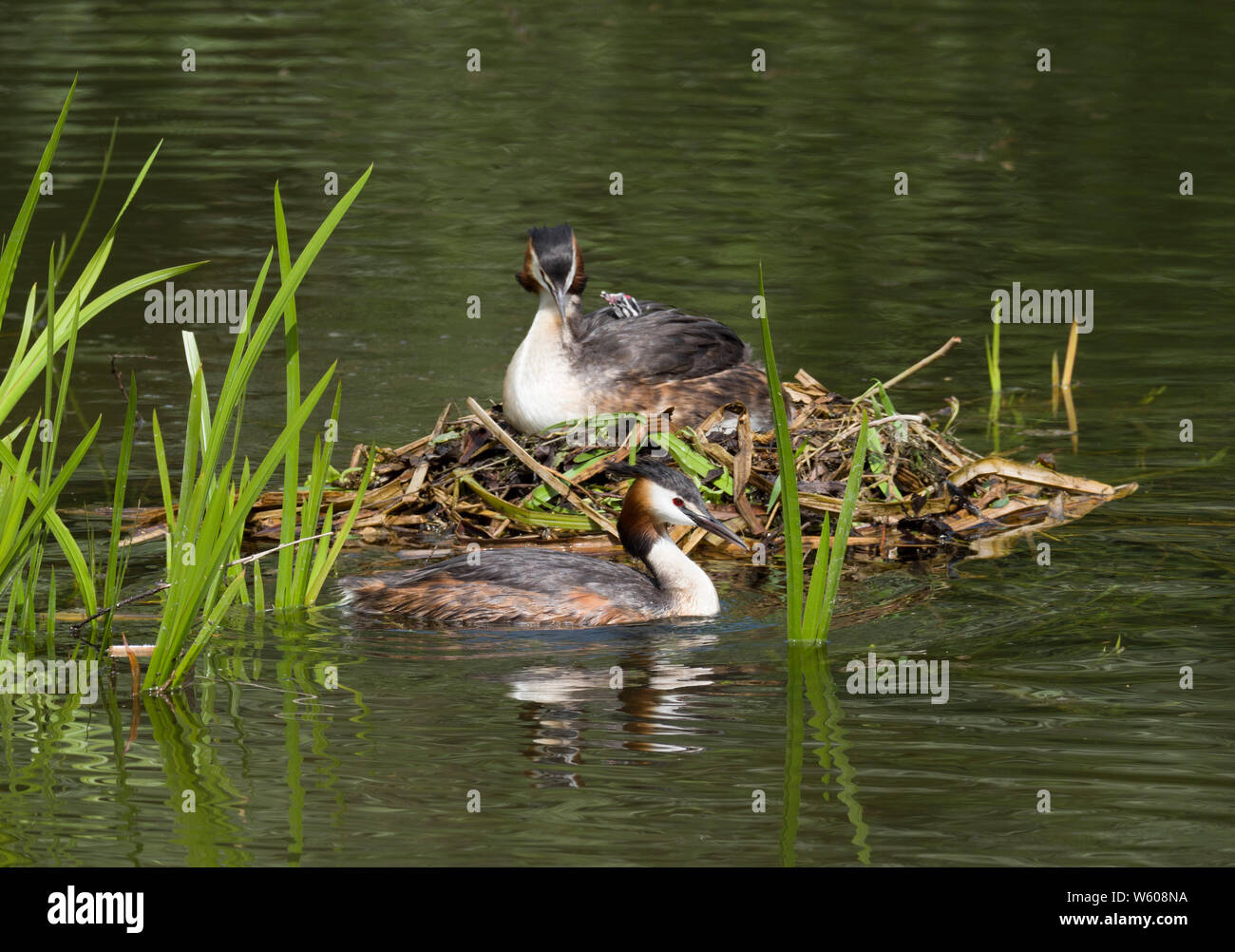Great-crested Grebe, Podiceps cristatus, two adults at the nest with young chick, Lea Valley, Essex, UK. Stock Photo