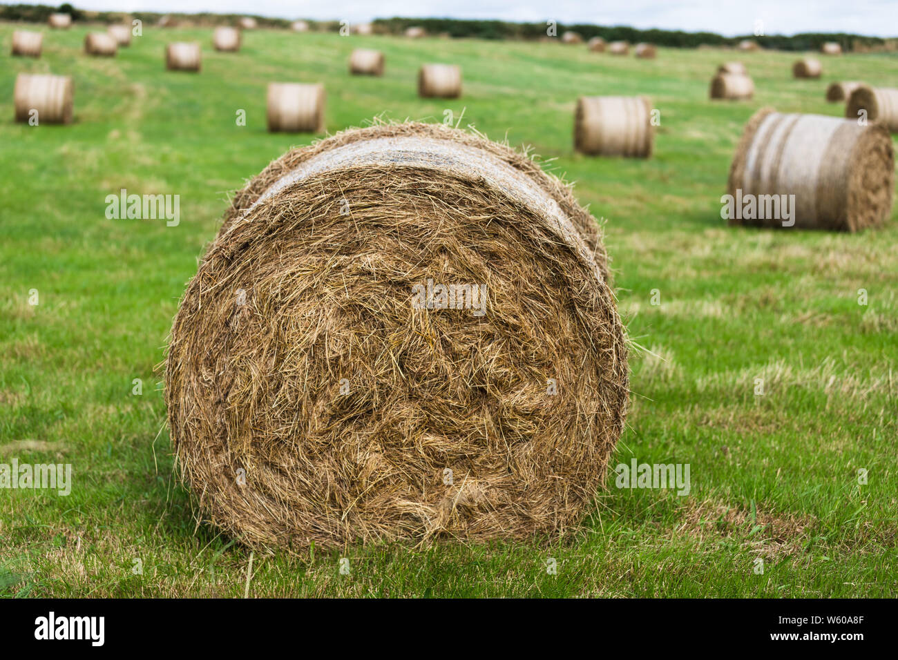 Rural landscape with rolls of hay bale spread across the field on a ...