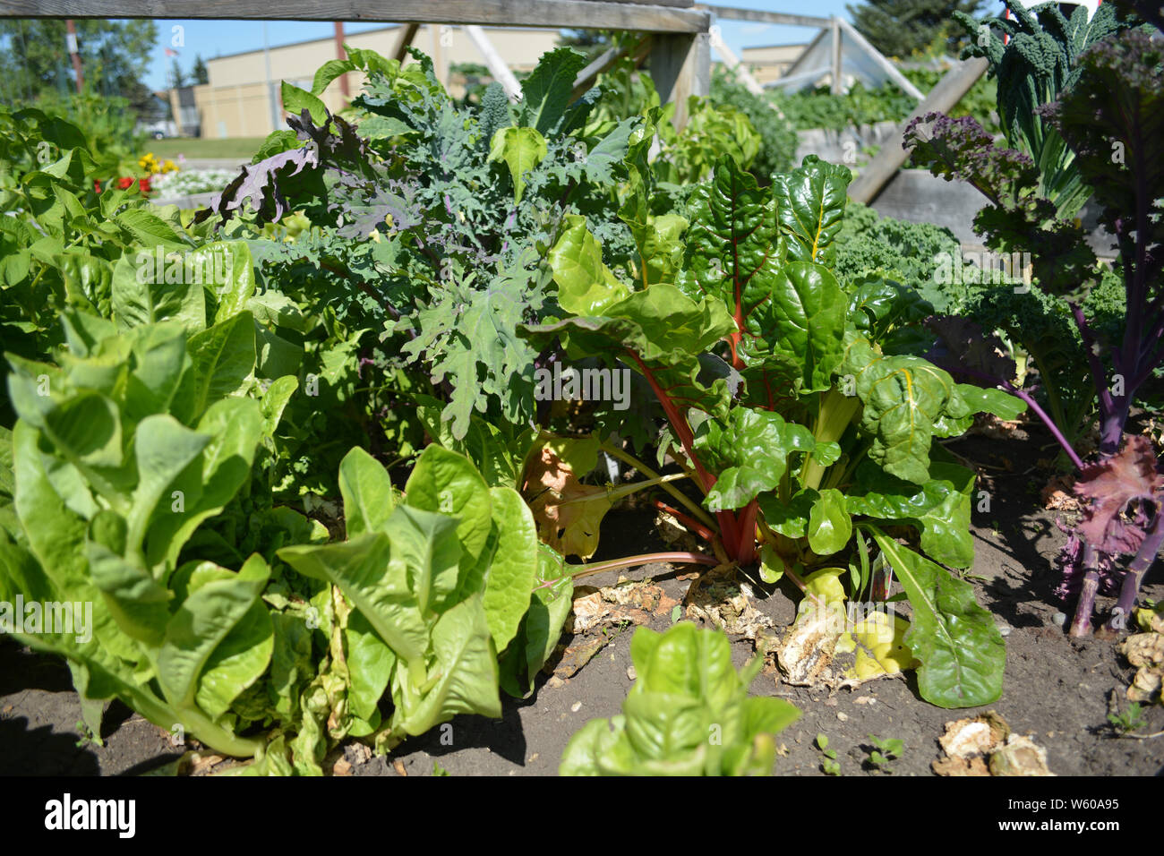 Lettuce growing in outdoor community vegetable garden Stock Photo Alamy