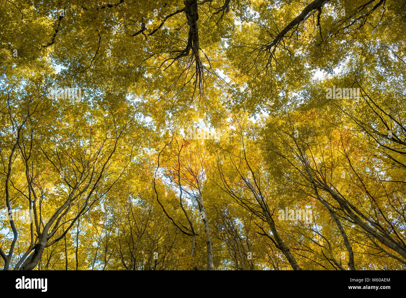 Forest background trees nature hi-res stock photography and images - Alamy