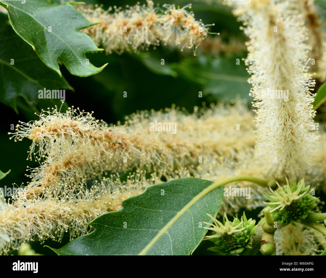 Separate male and female chestnut (Castanea sativa) flowers. The long yellowish catkins are male flowers with the spikey green female flowers at their Stock Photo