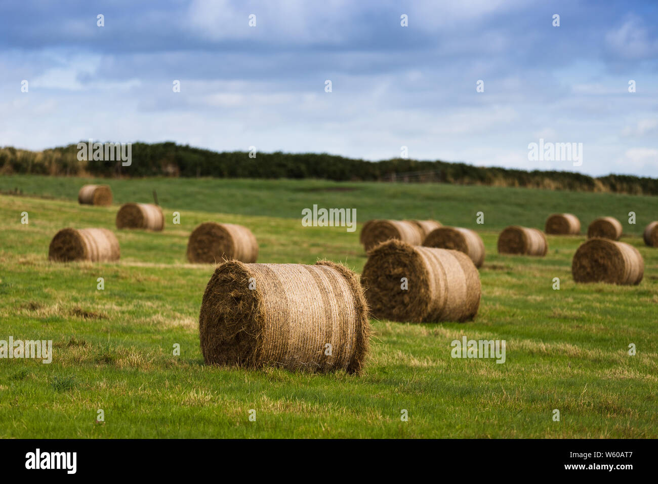 Rural landscape with rolls of hay bale spread across the field on a ...