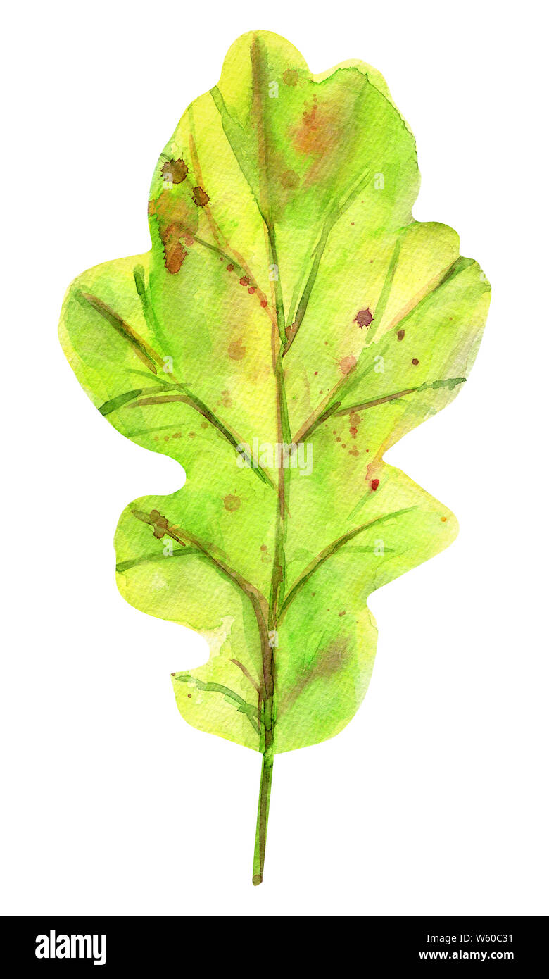 Watercolor autumn oak leaf. One fallen green leaf with yellow, orange, green, brown, ocher, red drops and splashes of color. Isolated object on white Stock Photo