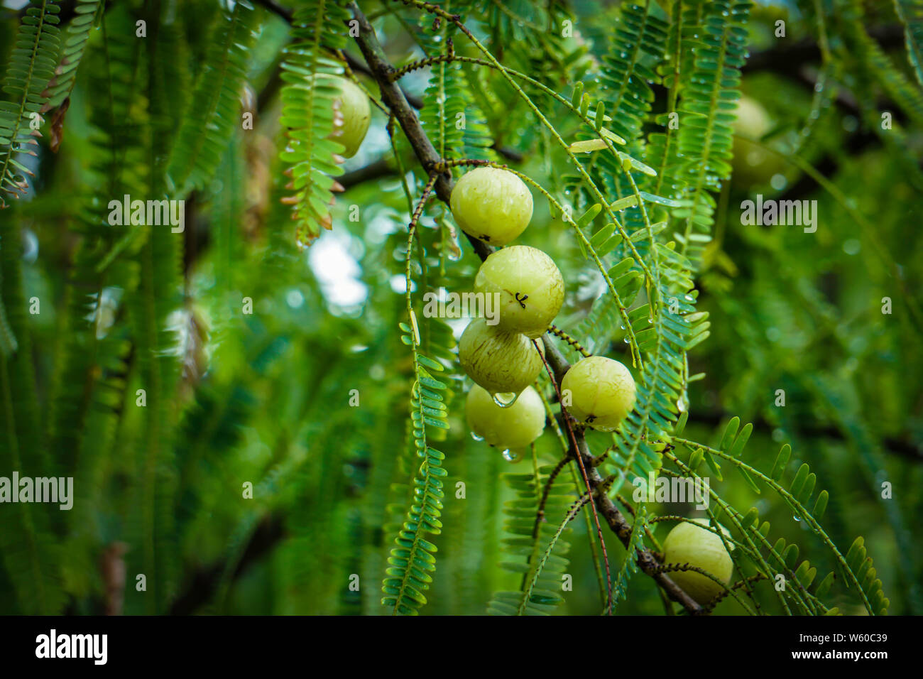 It's the Amalaki fruit (also know as, Emblica officinalis, Amla, or the Indian Gooseberry). Until the introduction of the Zrii nutritive beverage Stock Photo