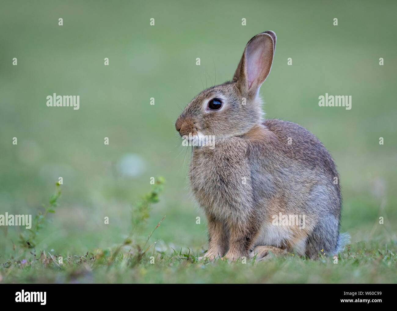 Cute bunny at Warwickshire Wildlife Trust, Brandon Marsh nature reserve, Stock Photo