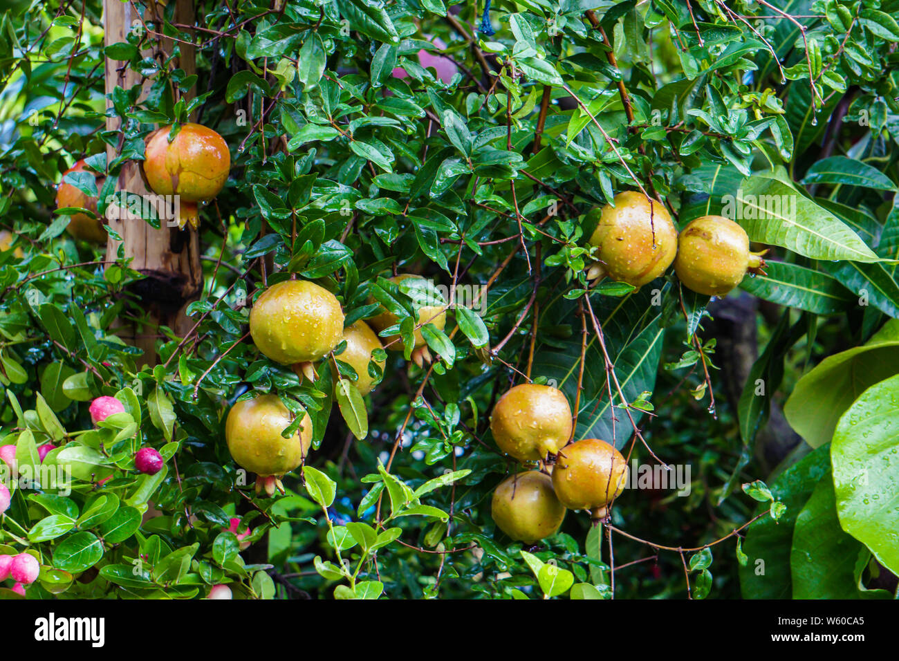 The pomegranate is a fruit-bearing deciduous shrub in the family Lythraceae, subfamily Punicoideae Stock Photo