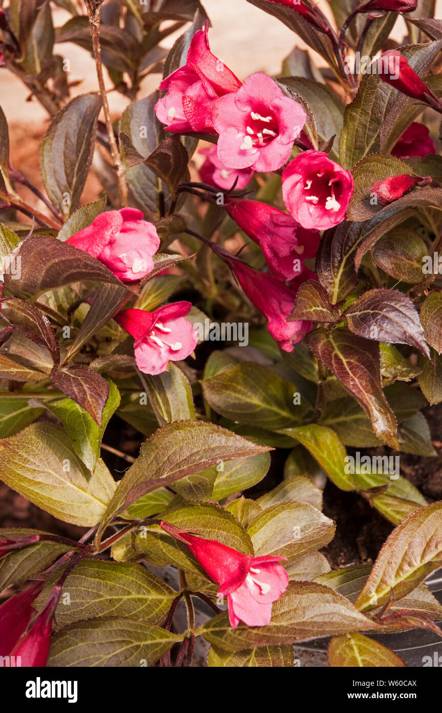 Weigela florida Wine and Roses Alexandra a deciduous shrub with flowers