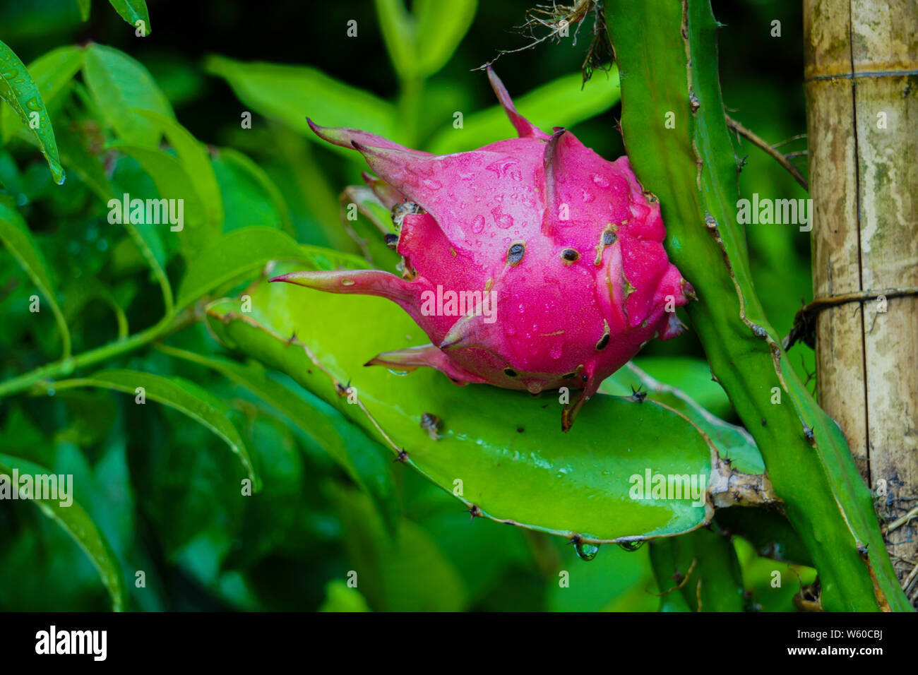 Dragon Fruit Cactuses - Fast Growing Trees Stock Photo